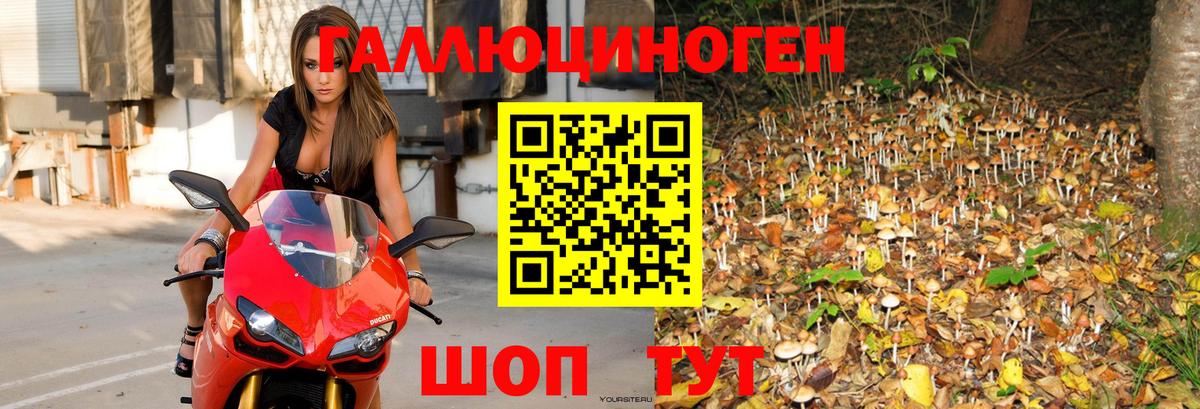 Псилоцибиновые грибы мицелий Старая Купавна